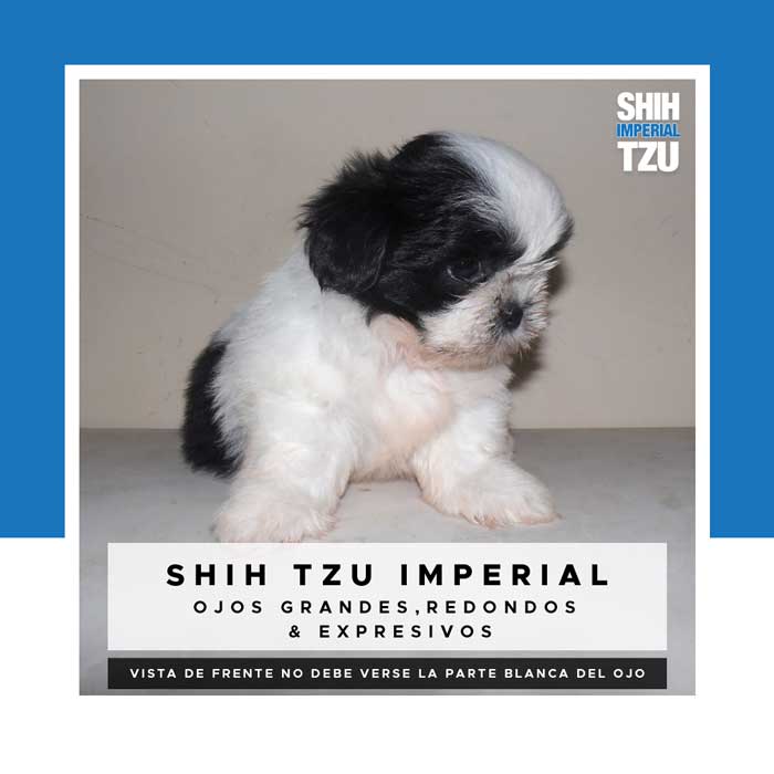 Estructura de un Shih Tzu Imperial