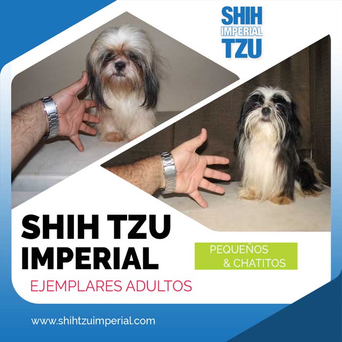 Tamaño del Shih Tzu Imperial