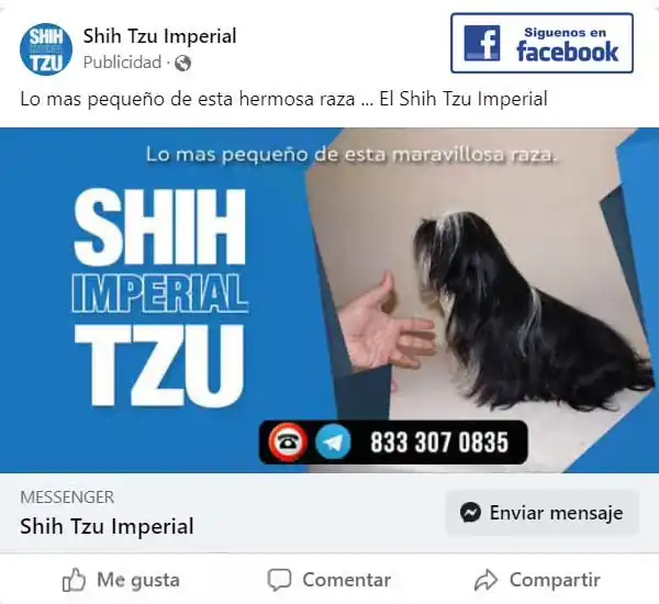 Facebook de Shih Tzu Imperial Mexico