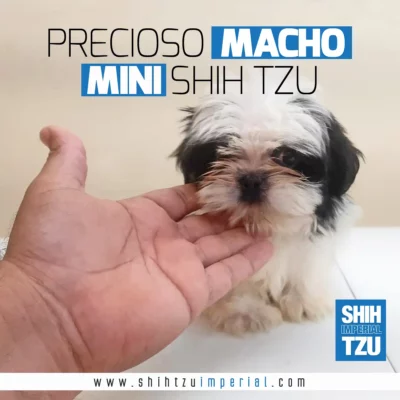 Cachorro Macho Mini Shih Tzu